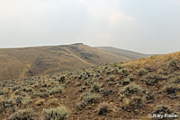 Short-horned Lizard habitat