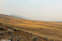 Short-horned Lizard habitat