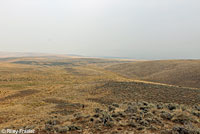 Short-horned Lizard habitat