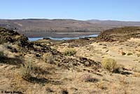 Nevada Side-blotched Lizard habitat