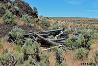 Northwestern Fence Lizard habitat