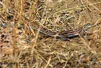 Plateau Striped Whiptail