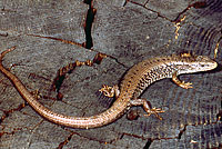 Northwestern Alligator Lizard