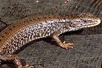 Northwestern Alligator Lizard