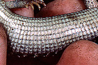 Northwestern Alligator Lizard