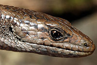 Northwestern Alligator Lizard