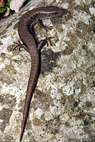 Northwestern Alligator Lizard