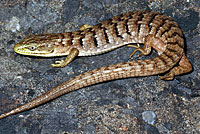 Oregon Alligator Lizard