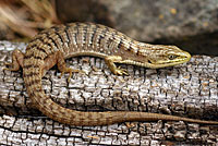 Oregon Alligator Lizard