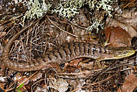 Oregon Alligator Lizard