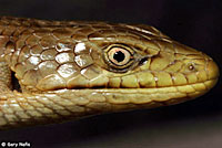 Oregon Alligator Lizard