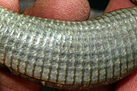 Oregon Alligator Lizard