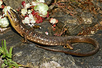 Oregon Alligator Lizard