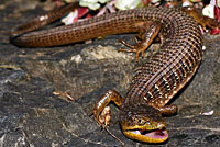 Oregon Alligator Lizard