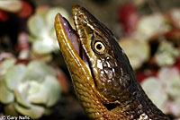 Oregon Alligator Lizard