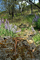 Oregon Alligator Lizard