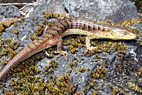 Oregon Alligator Lizard