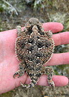 Short-horned Lizard