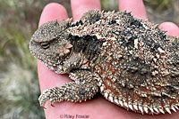 Short-horned Lizard