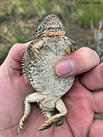 Short-horned Lizard