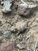 Short-horned Lizard