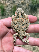 Short-horned Lizard