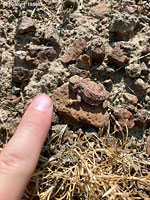 Short-horned Lizard