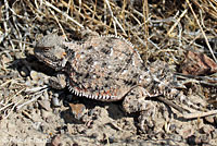 Short-horned Lizard