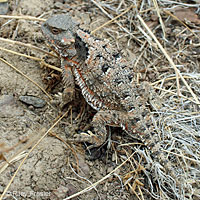 Short-horned Lizard