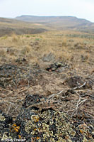 Short-horned Lizard