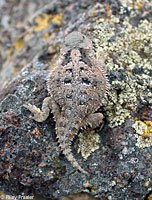 Short-horned Lizard