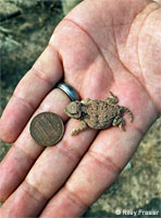 Short-horned Lizard