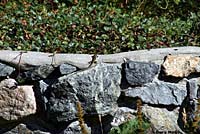 Common Wall Lizard