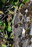 Common Wall Lizard