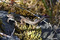 Common Wall Lizard