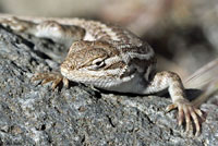 Northern Sagebrush Lizard