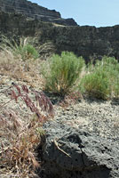 Northern Sagebrush Lizard