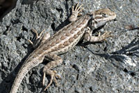 Northern Sagebrush Lizard