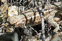 Northern Sagebrush Lizard