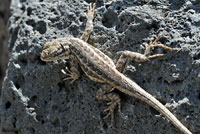 Northern Sagebrush Lizard