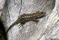 Northwestern Fence Lizard