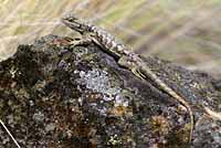 Great Basin Fence Lizard