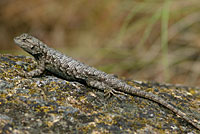 Great Basin Fence Lizard