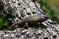 Northwestern Fence Lizard