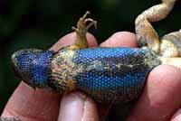 Northwestern Fence Lizard