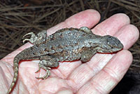 Northwestern Fence Lizard