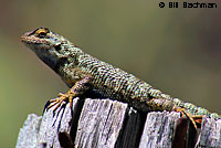 Northwestern Fence Lizard