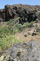 Nevada Side-blotched Lizard habitat