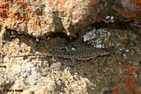 Nevada Side-blotched Lizard