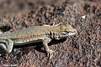 Nevada Side-blotched Lizard